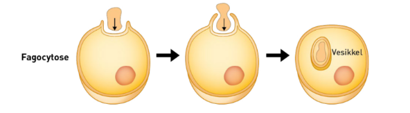 <p>Endocytose, bare at partiklene er litt for store for lommen, så lommen gror utvekster for å nå rundt partiklene. </p>