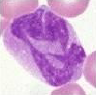<ul><li><p>ribbon shaped nucleus</p></li></ul><p></p>