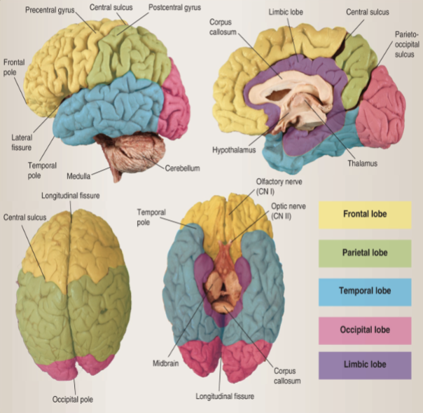 <p><span style="color: rgb(0, 0, 0);">separates temporal from frontal and parietal</span></p>