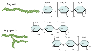 <p>Amylose + Amylopectin</p>