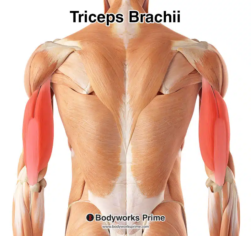 <p>Triceps brachii</p>