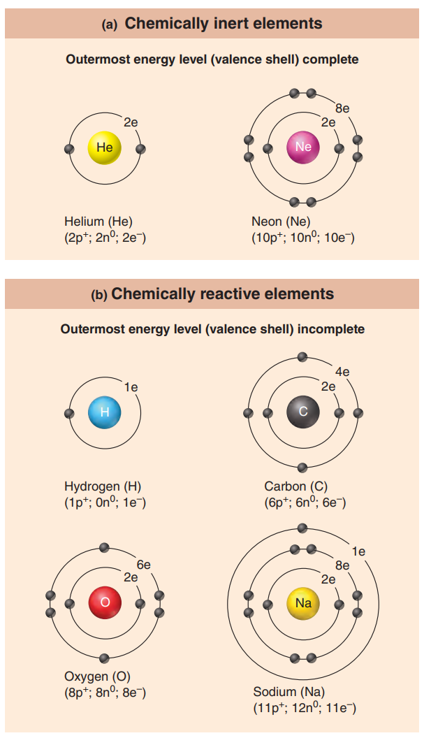 Chemically inert and reactive elements. | © Marieb & Hoehn's Human Anatomy & Physiology
