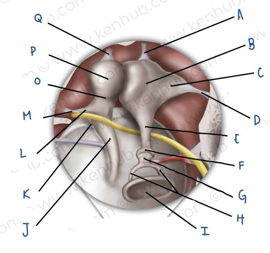 <p>Name the middle ear structure labeled M</p>