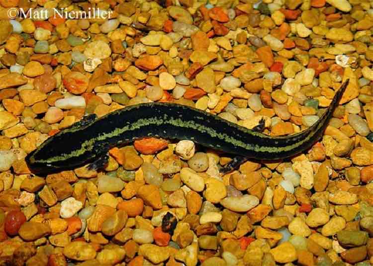 <p>Generally 8 to 13 inches long.&nbsp; &nbsp;They are permanent larvae, meaning they retain their dark red, bushy gills throughout their life.&nbsp; &nbsp;A dark line extends through the eye to the gills and the brown, rusty brown, gray or black body has large dark bluish-black to black splotches.&nbsp; &nbsp;The underbelly is whitish to gray and may also be spotted.&nbsp; &nbsp;It also has a very snubbed nose.</p><p><br></p>