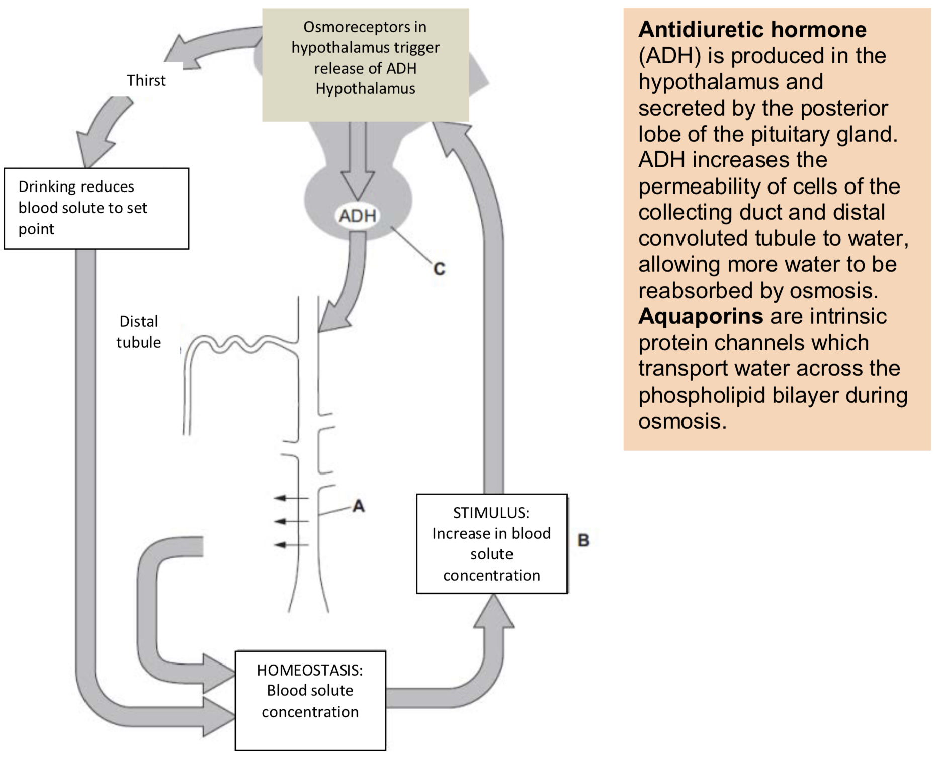 <p>Osmoregulation Is the control of body fluid water potential by negative feedback – this is a type of homeostasis.</p><p>Osmoregulation is under hormonal control. Osmoreceptors (detectors) in the hypothalamus detect a decrease in blood plasma water potential.</p><p>A signal is sent to the posterior lobe of the pituitary gland (the co-ordinator – look at C) which releases the hormone ADH into the bloodstream.</p><p>ADH is carried to the kidneys and binds to receptor proteins on the wall of the collecting duct (A) and distal convoluted tubule (these are the effectors).</p>