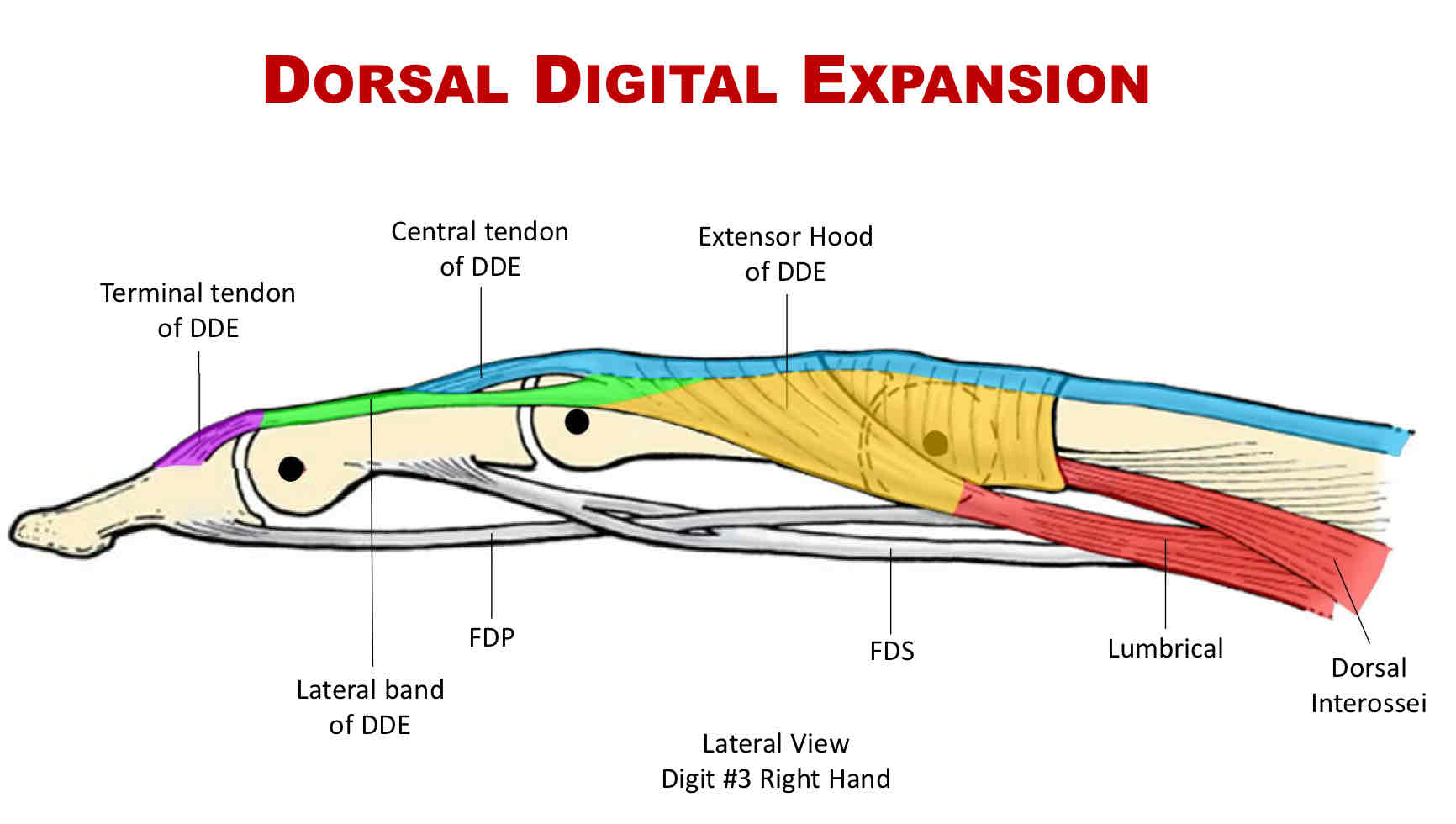 <p>Allows MCP flexion while maintaining PIP and DIP extension.</p>