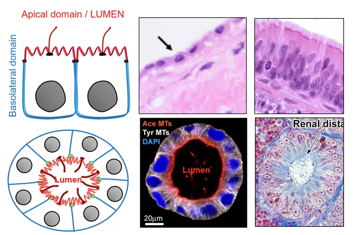 <p>Sits on a basement membrane</p><p>Commonly has apical microvilli and cilia</p>