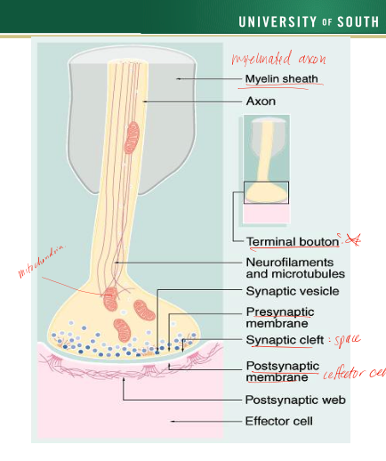 <p>terminal bouton, synaptic cleft, synaptic vesicle, presynaptic membrane, post synaptic membrane, postsynaptic web, effector cell </p>