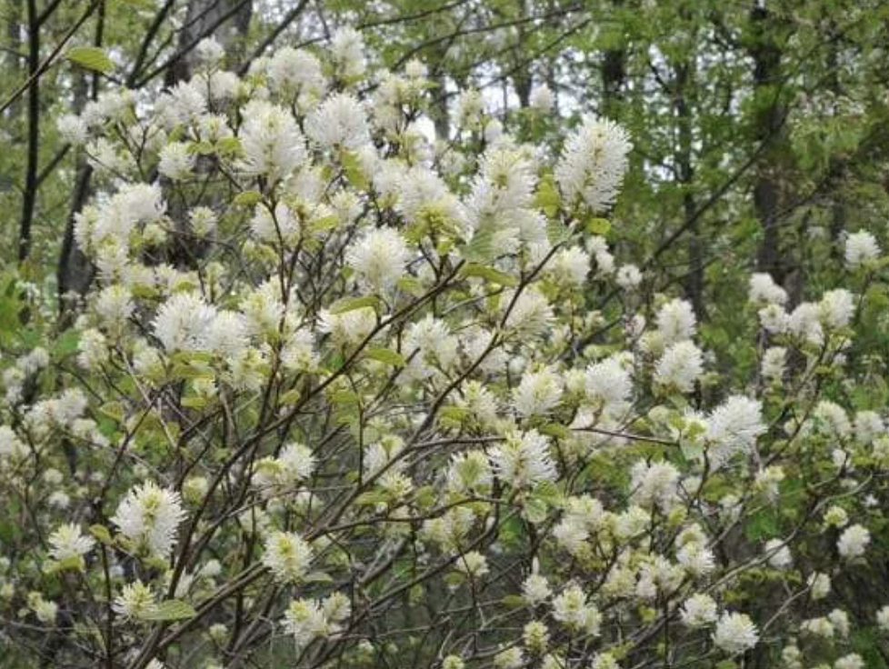 <p>Fothergilla</p>
