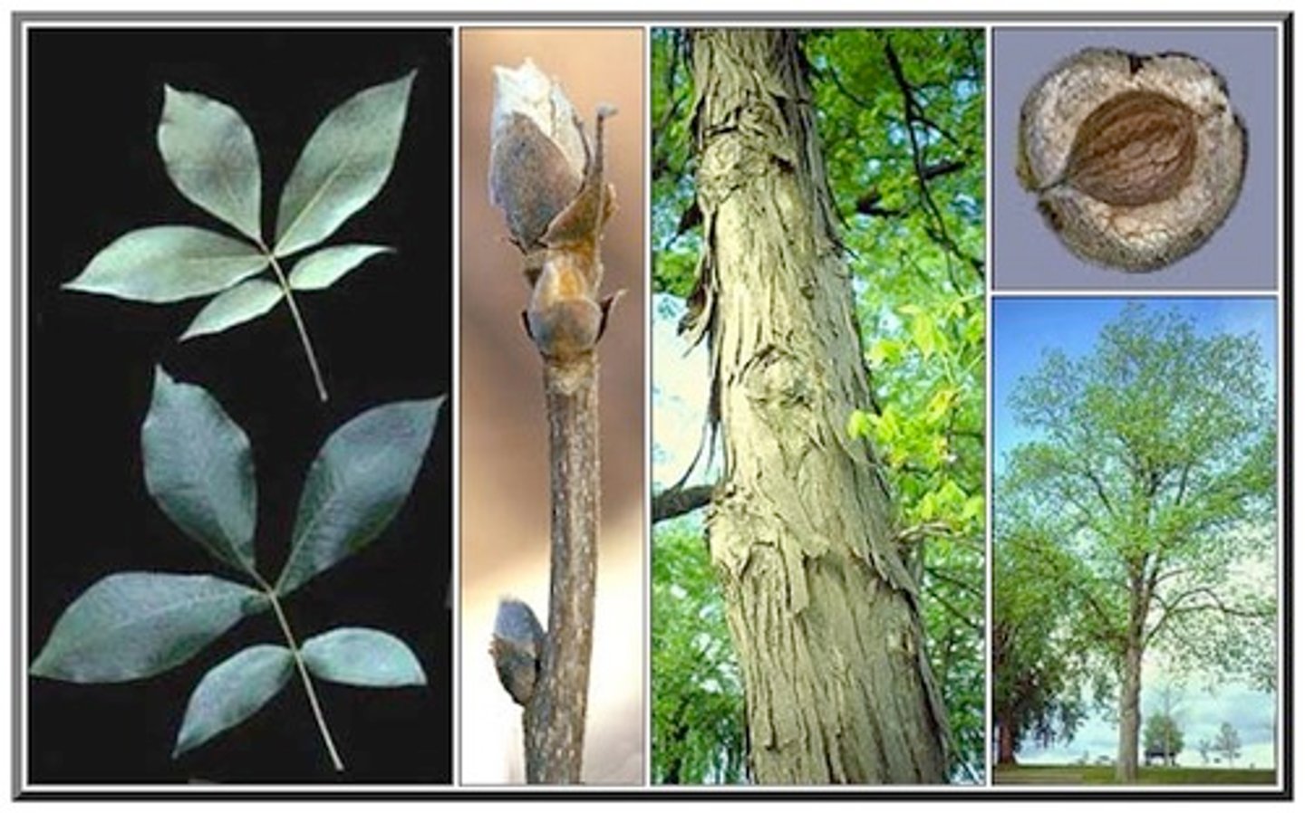 <p>alternate, odd pinnately compound (5-7 leaflets), long smooth hot air balloon nut</p>