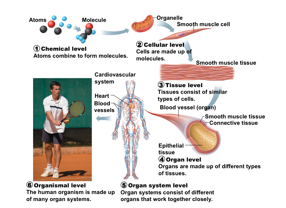 <p>Hierarchy from chemical level to chemical, cellular, tissue, organ, organ system, and organism; shows how parts fit together. (Atoms-molecules-cells-tissues-organs-organ system-organism)</p>