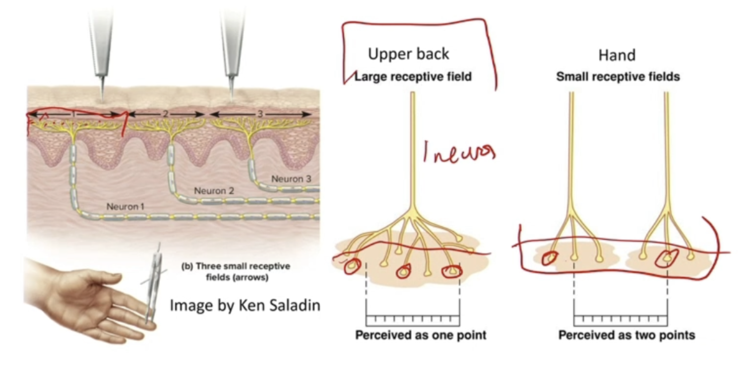 <ul><li><p>Receptive fields are big or small</p><ul><li><p>Upper back - large receptive field</p><ul><li><p>Less sensitive</p></li></ul></li><li><p>Hand - small receptive field</p><ul><li><p>Very sensitive</p></li></ul></li></ul></li></ul><p></p>