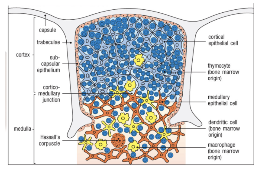<p>Thymus består av flera lober septerade med fibrösa septa. I varje lob finns cortex och medulla. </p><p><u>Cortex</u>: Består av omogna <strong>tymocyter</strong> med ursprung från benmärg. <strong>Kortikala epitelceller</strong> som producerar<strong> IL-7</strong> för mognad. </p><p><u>Medulla</u>: <strong>Medullära epitelceller</strong> som uttrycker AIRE. Färre tymocyter och mer <strong>dendritceller</strong> och <strong>makrofager</strong> med benmärgs-usprung. </p><p>Efferenta lymfkärl kommer att dränera thymus till <strong>mediastinala lymfnoder</strong>. </p>