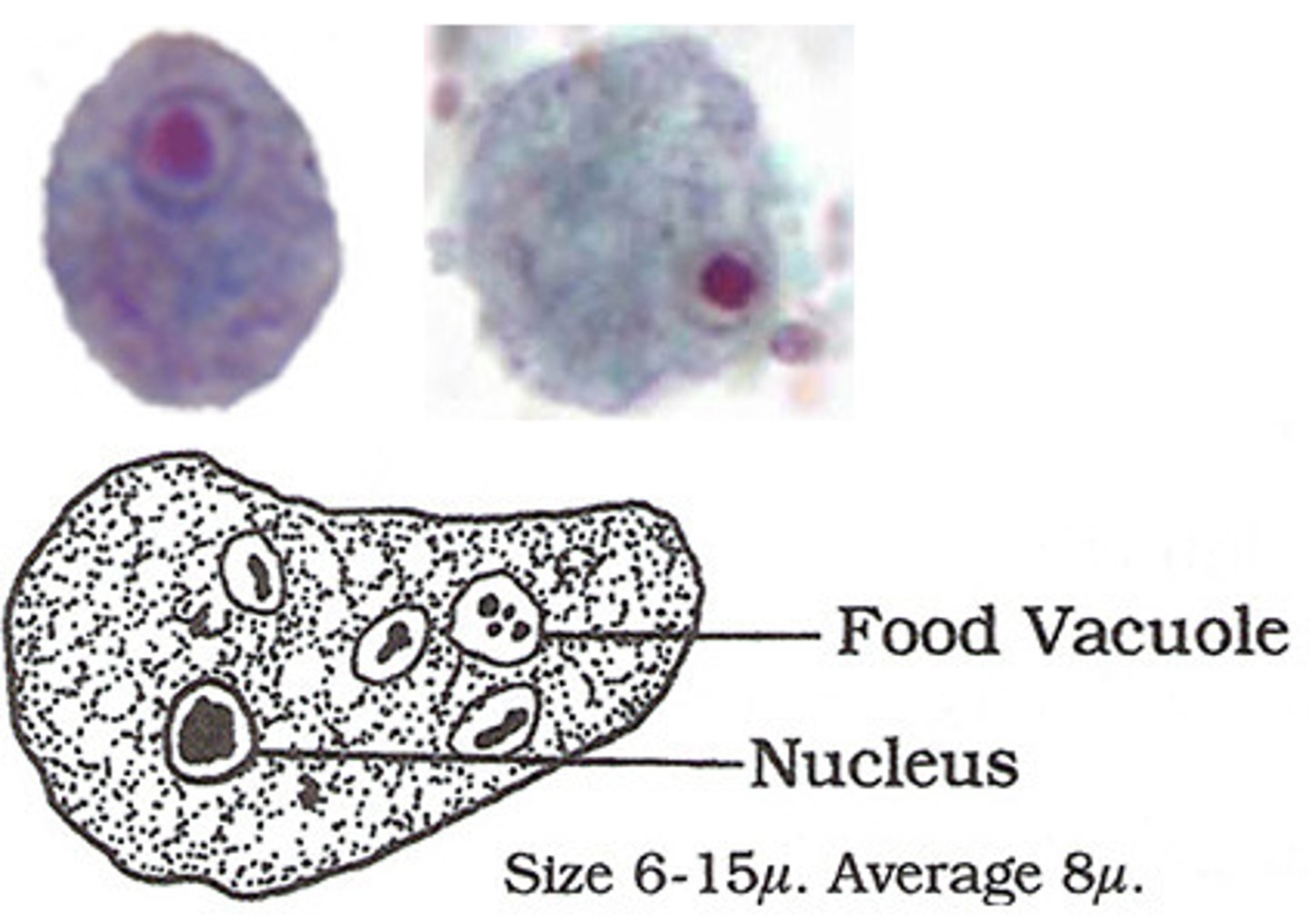 <p>*karysome is larger and deeper than E. hartmanni</p>