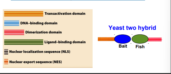 <p>three major domains</p><ul><li><p>DNA-binding domain,</p></li><li><p>transactivation domain</p></li><li><p>dimerization domain.</p></li></ul><p>bc 2 hybrid</p>