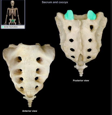 large extension off of the sacrum for articulation with L5