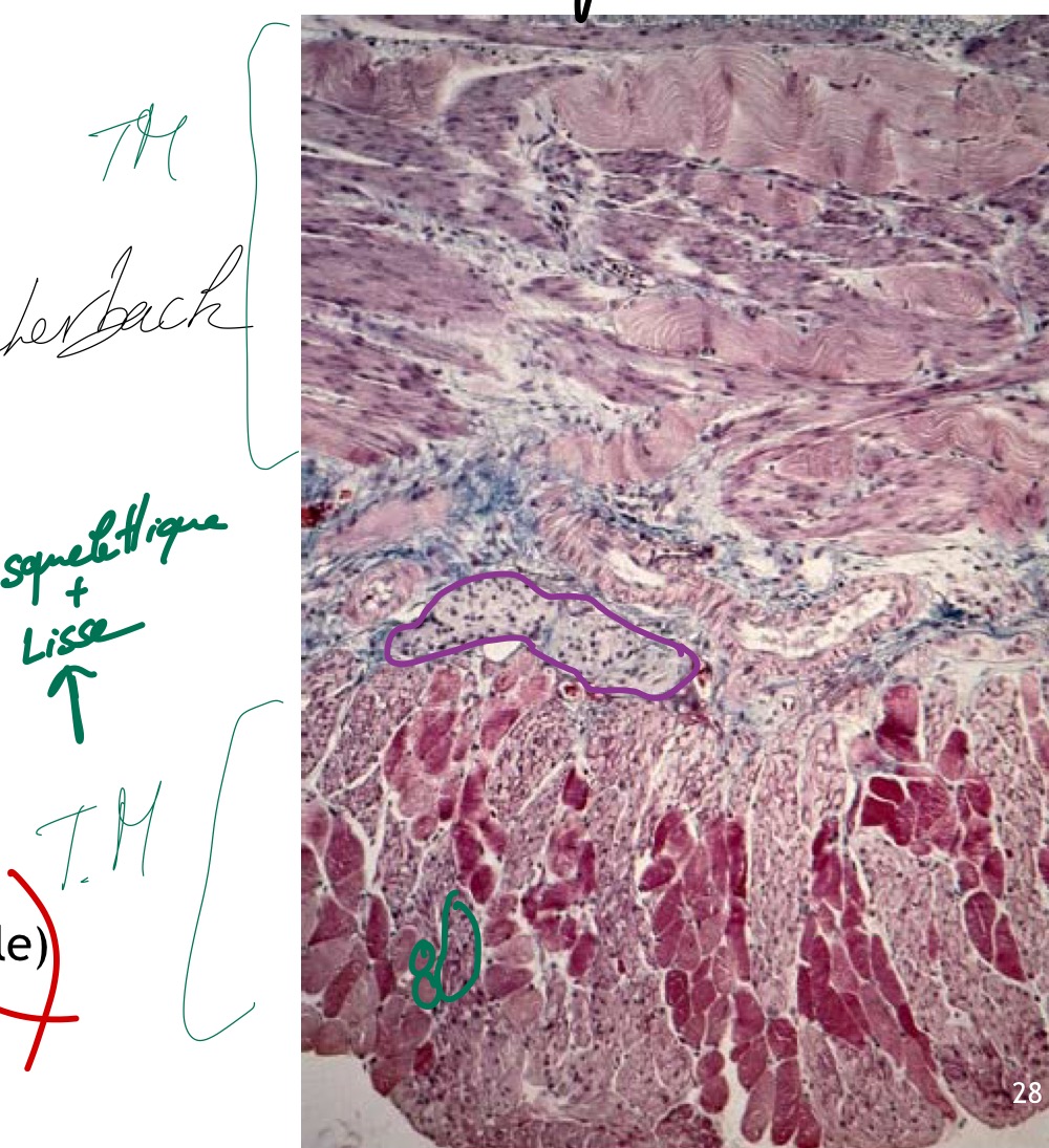 <p>- Ganglions viscéraux (musculeuse) = plexus nerveux d’Auherback, chaînes ganglionnaires prévertébrales</p><p>- Neurones multipolaires avec un axone et plusieurs neurites</p><p>- Fonctions végétatives (respiration, circulation, digestion, sécrétion…)</p><p>➔ SN autonome</p>