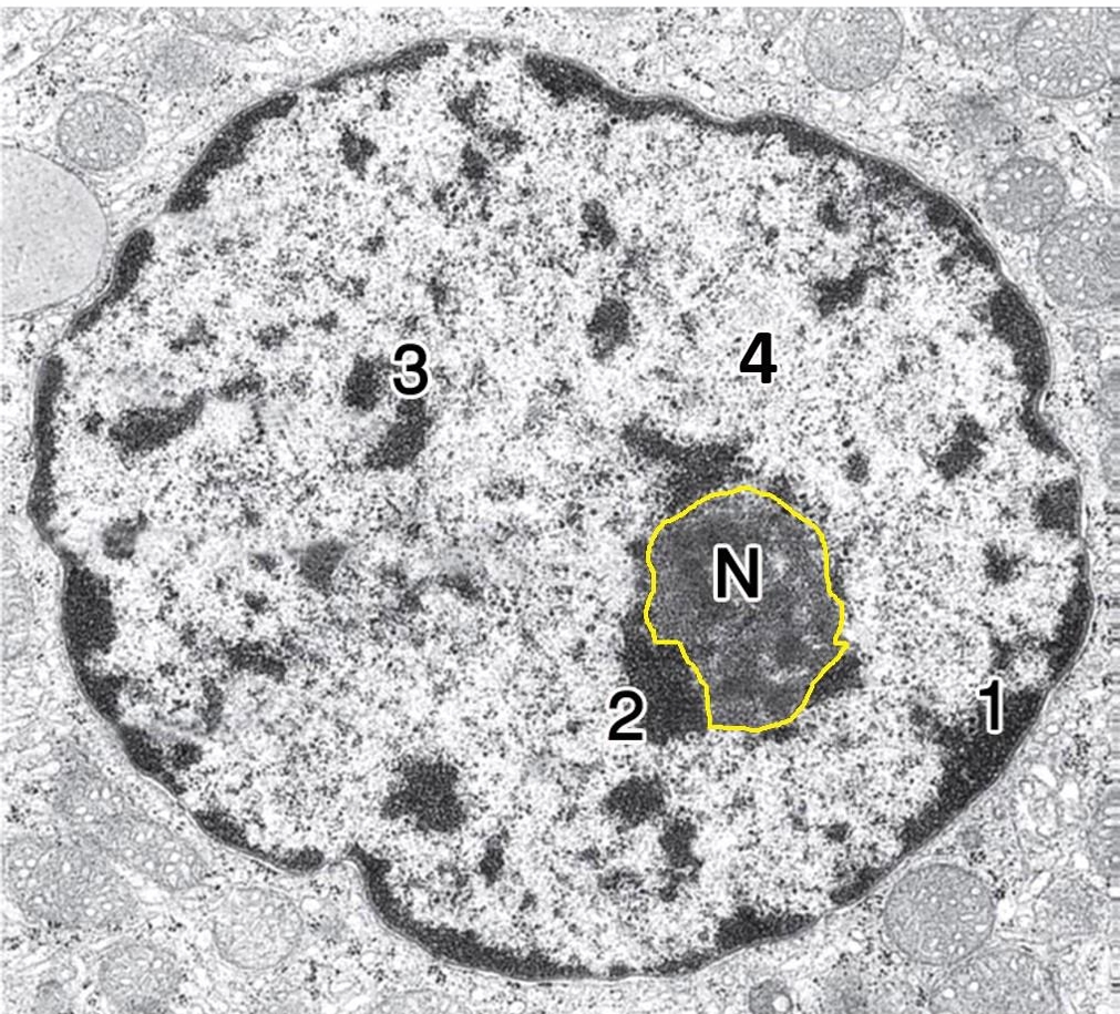 <p>identify N ,1,2,3,4</p>