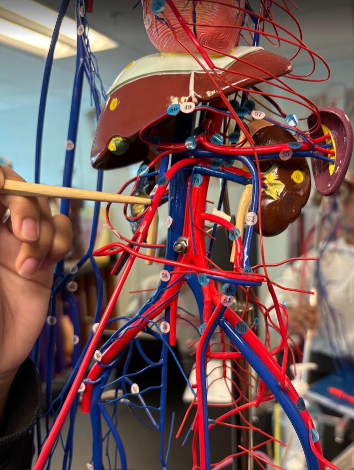 <p>Superior mesenteric artery (93)</p>