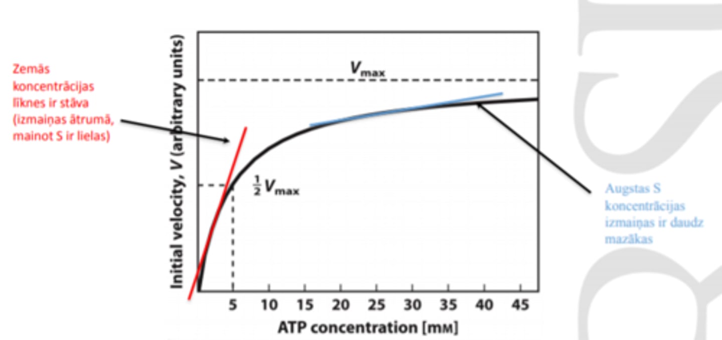 <p>•Ātruma izmaiņas ir ievērojamākas pie zemām koncentrācijām.</p><p>(Substrāts un enzīms «satiekas» biežāk )</p><p>•Ja substrāta koncentrācija ir augsta, koncentrācijas izmaiņas vājāk ietekmē ātrumu.</p><p>(Enzīms kļūst piesātināts ar substrātu)</p>