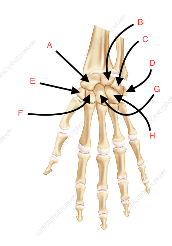 <p>What is the name of this bone?</p>