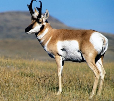 <p>Pronghorn</p>