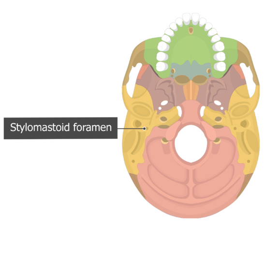 <p>Modality:  sensory and motor</p><p>Function: S-taste in anterior part of tongue, external ear M- facial expression</p><p>Exit from Skull: internal auditory meatus and stylomastoid foramen</p>