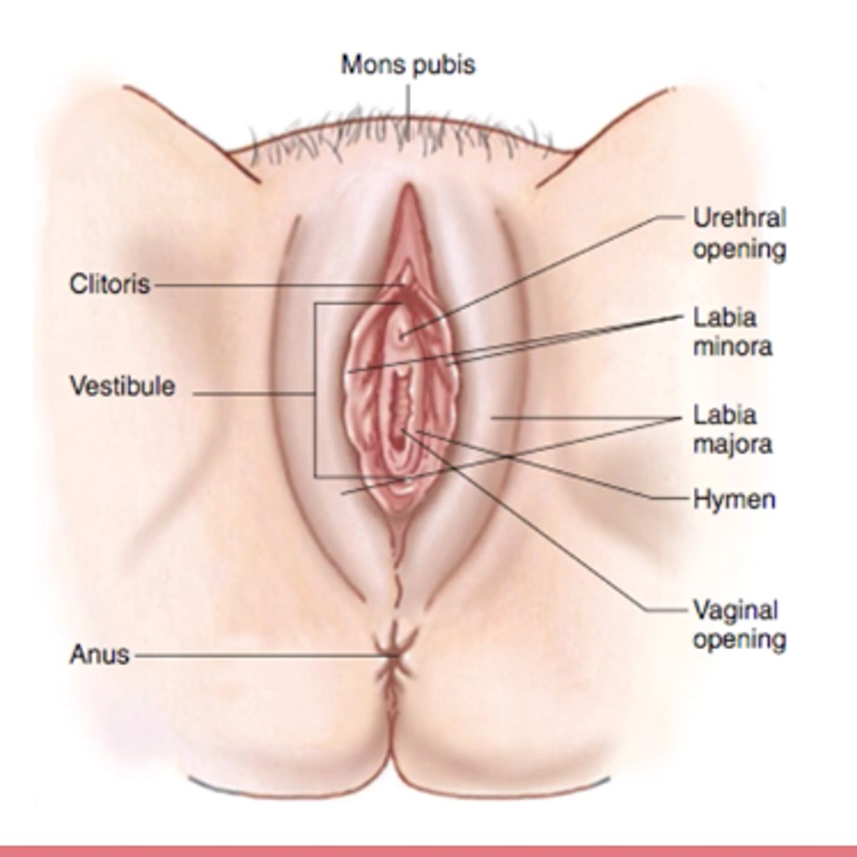 <p>vulva:</p><p>- enclosing external genetila</p><p>vestibule:</p><p>- opening of vagina</p><p>- surrounded by labia minora</p><p>- moistened by greater &amp; lesser vestibular gland</p><p>labia majora:</p><p>- surrounding labia minora</p><p>clitoris (prepuce):</p><p>- erectile tissue</p><p>urethral opening</p><p>anus</p>