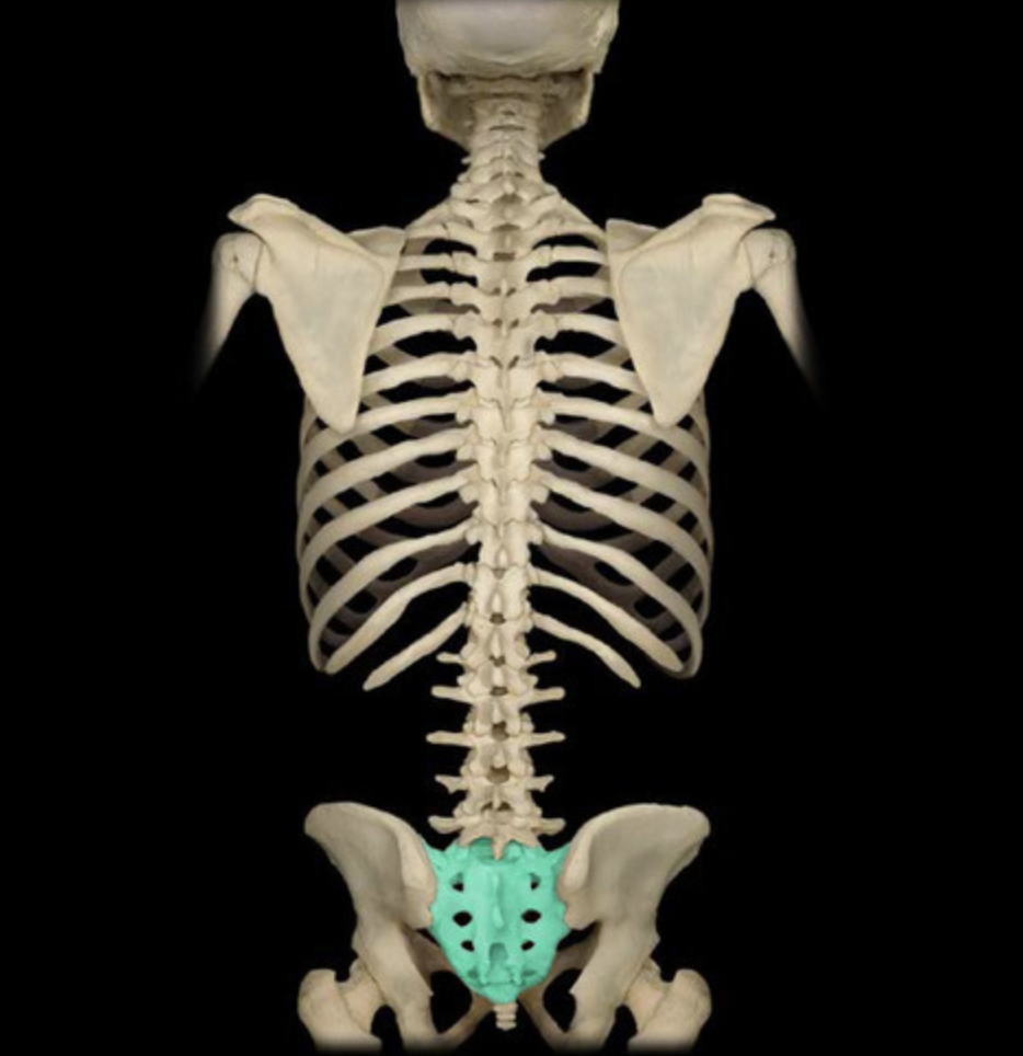 5 fused vertebrae