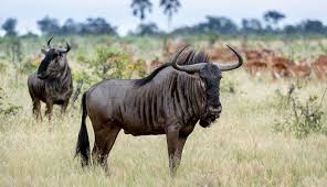 <p><strong>Wildebeest</strong></p>