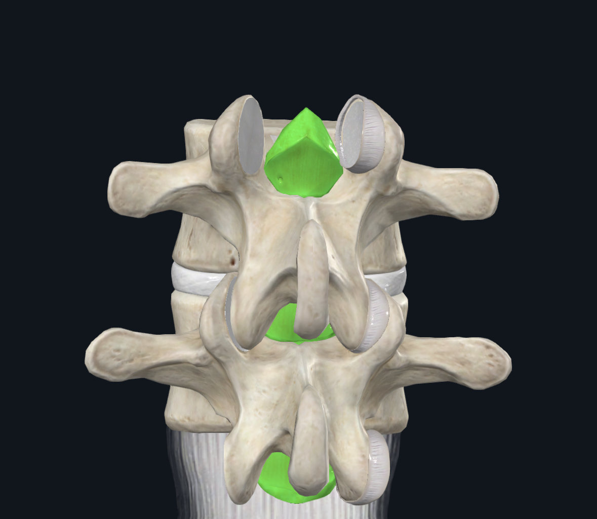 <p>Ligamentum flavum function (limits…?)</p>