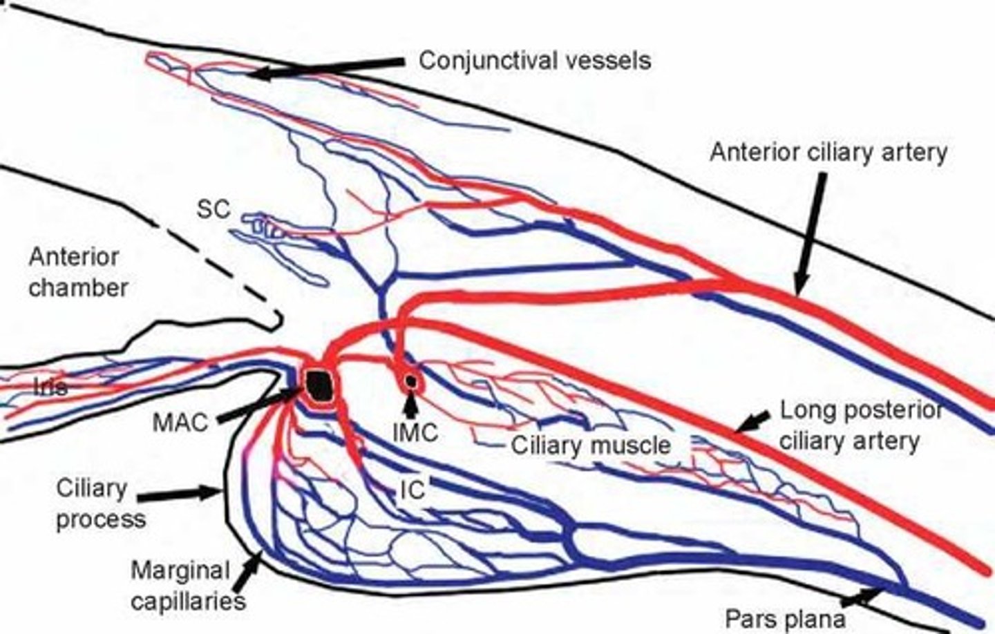 <p>by the anastomoses of the anterior ciliary arteries and long posterior ciliary arteries (LPCAs)</p>