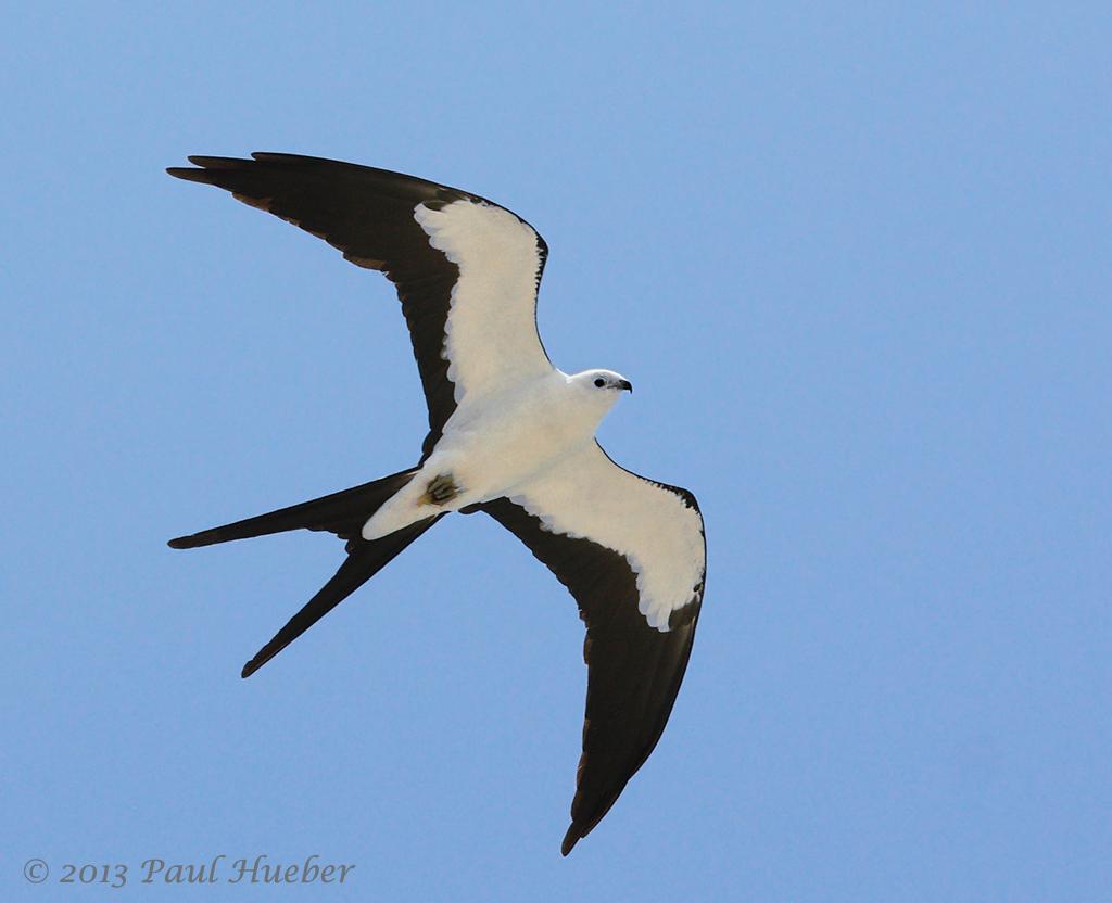<p>Swallow-tailed Kite</p>