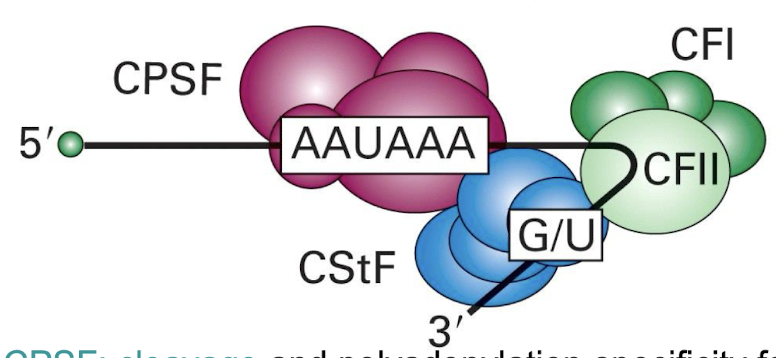 <p><strong>Function of CPSF and CstF?</strong></p>