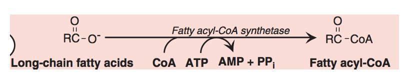 <p>Skjer i cytosol</p><p>Koster 2 ATP</p>