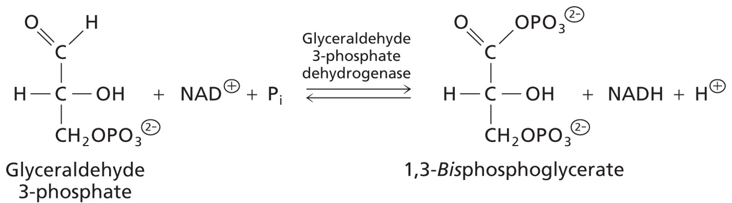 <p>Glyceraldehyde 3-phosphate converted to 1,3-Bisphosphoglycerate</p><p>Enzyme: Glyceraldehyde 3-phosphate dehydrogenase: an oxidoreductase</p><p>First step of energy generation</p>