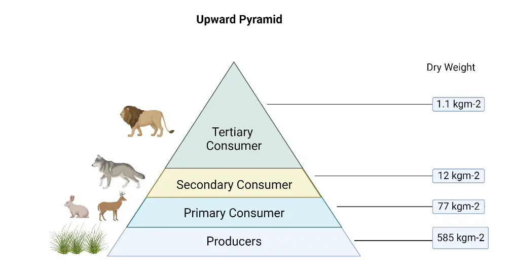 <p>A graphic representation that shows the biomass (total mass of living organisms) at each trophic level in a food chain or food web</p>