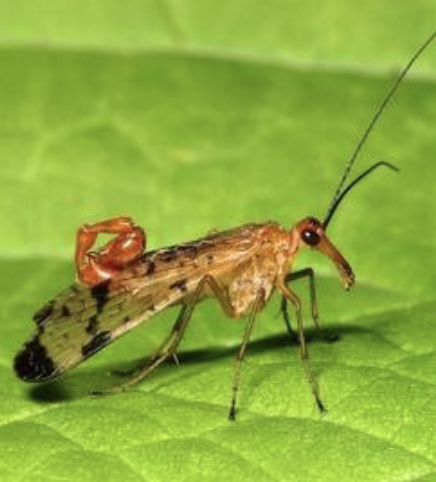 <p>scorpionflies&nbsp;</p><ul><li><p>complete metamorphosis&nbsp;</p></li><li><p>elongated rostrum </p></li></ul><p></p>