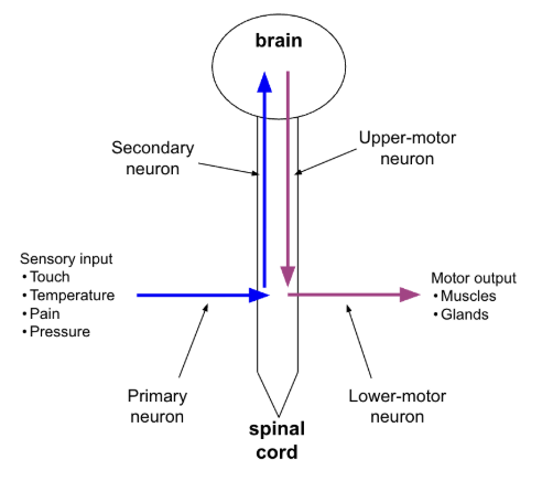 <ul><li><p>how information gets from body to brain and commands from brain to body</p></li><li><p>each pathway relayed by several neurons</p></li></ul><p></p>