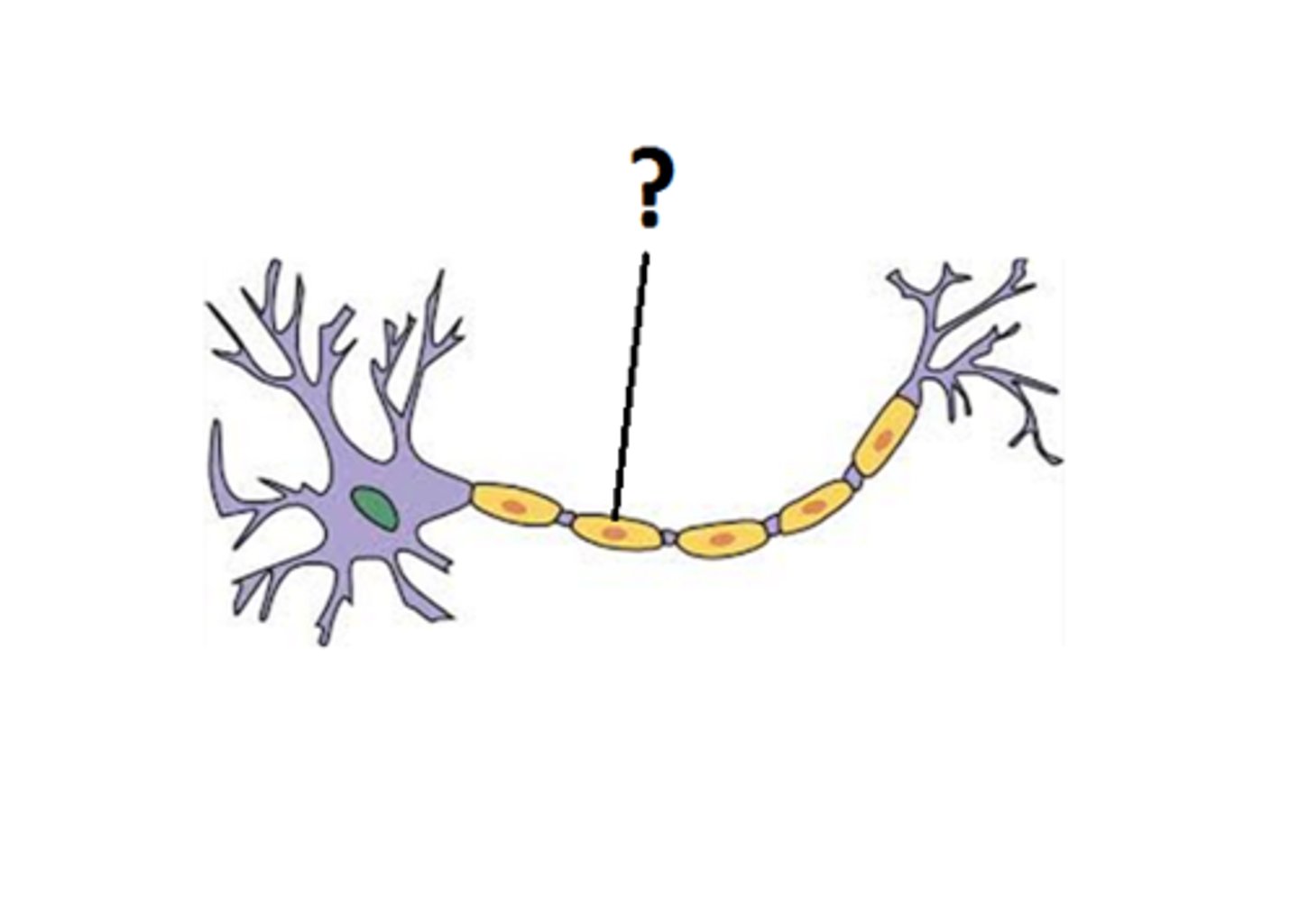 <p>A fatty layer that covers the axons of some neurones and helps speed neural impulses, provides insulation to the nerve cell and prevents other neurones from misfiring</p>