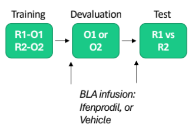 <p>BLA (pt2) specific satiety (pre &amp; post devaluation)</p>