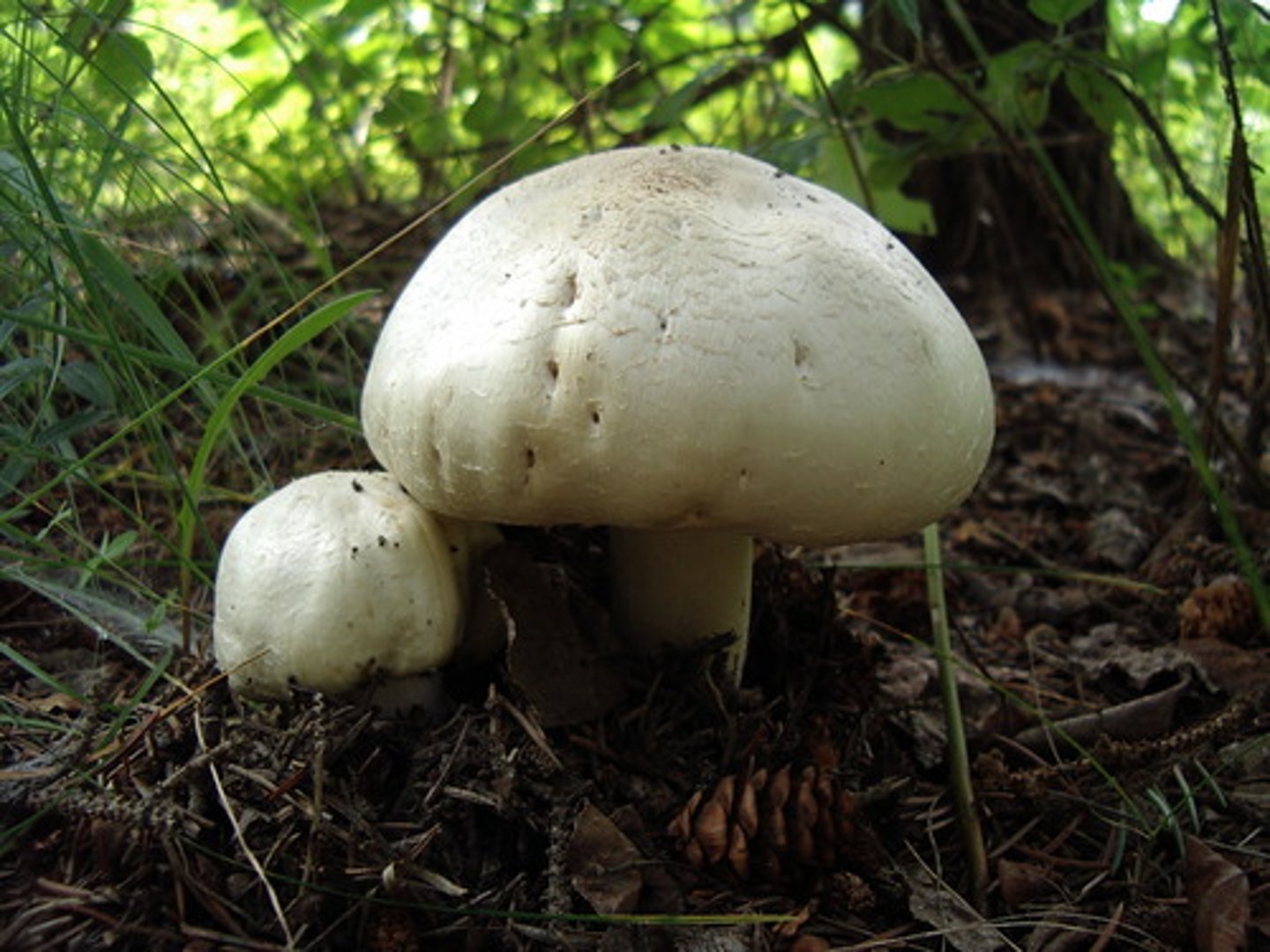 <p>feeds on dead organisms or organic waste</p>