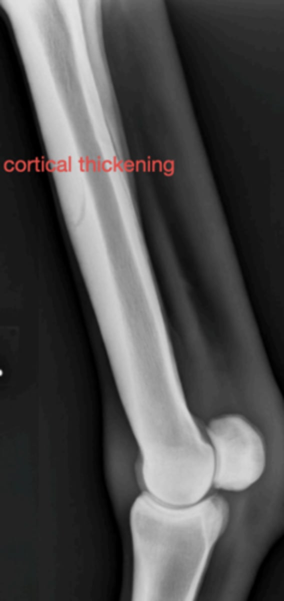 <p>3 y/o horse with metacarpal pain; radiograph shows bone thickening- what caused this?</p>