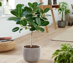<p>Bayan Tree</p>