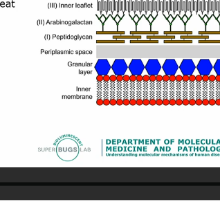 <p>What are Acid Fast bacilli….</p>