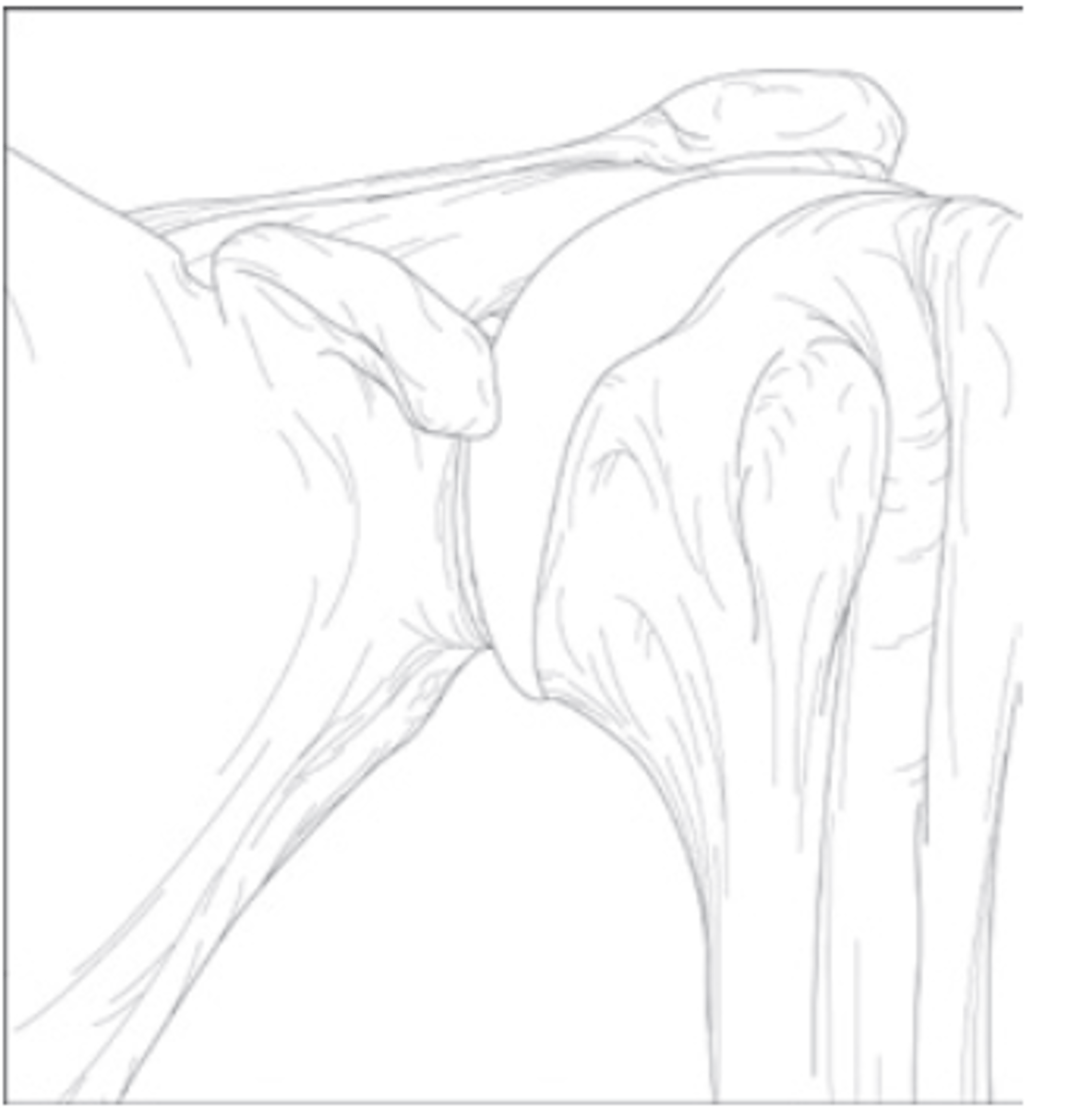 <p>What is the structural classification of this joint?</p>
