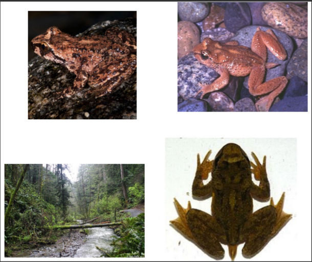 <p><span>Ascaphidae - Tailed frogs</span></p>