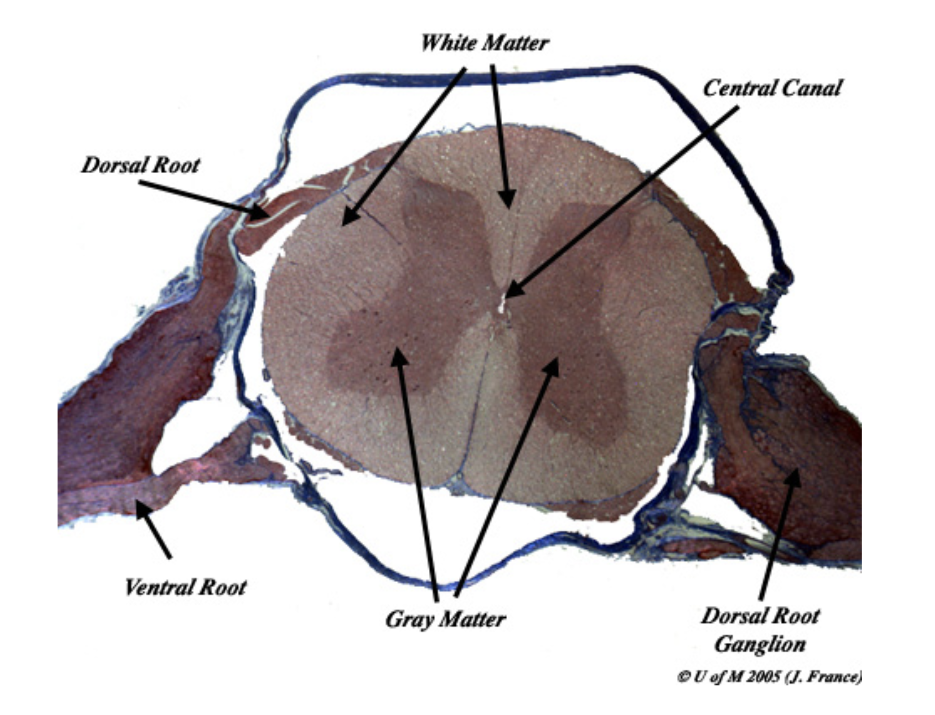 <p>Describe a reflex arc</p>