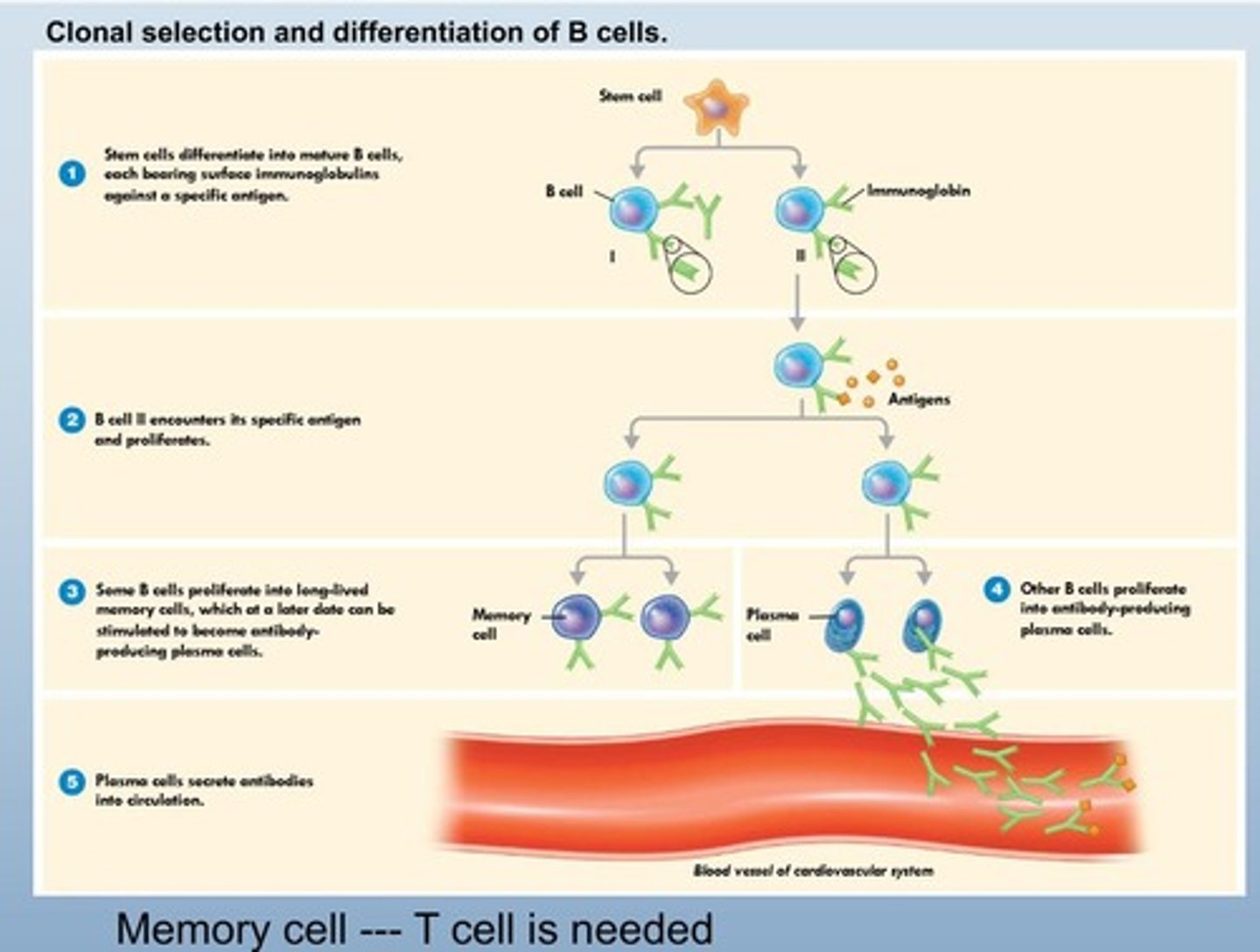 <p>Cells that remember past infections for faster response.</p>