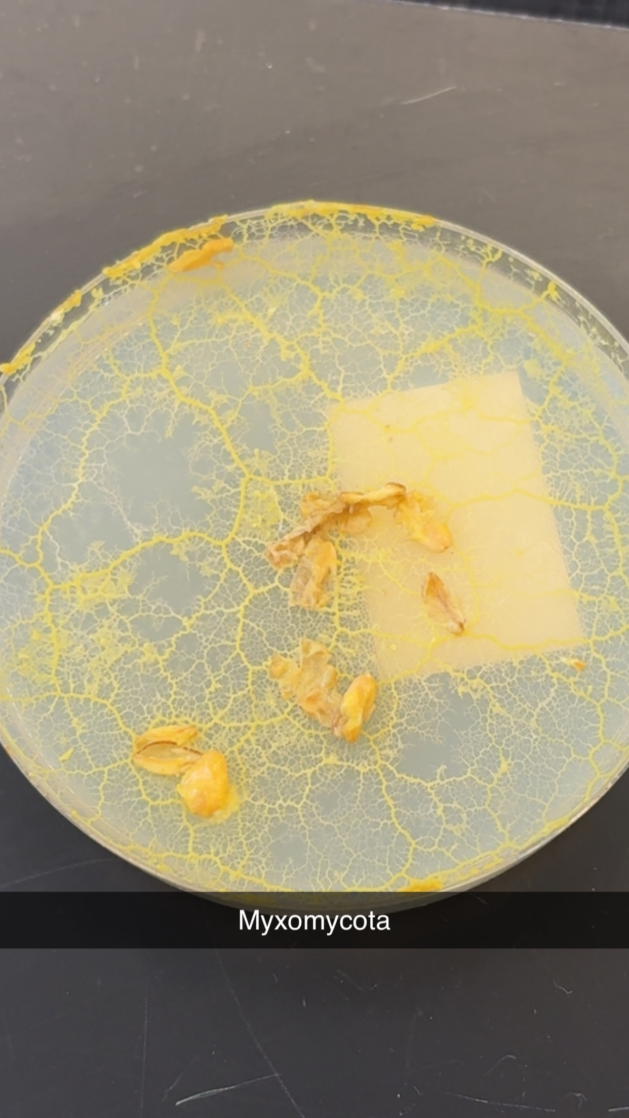 <p>What phylum </p>